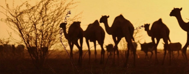 camels-header